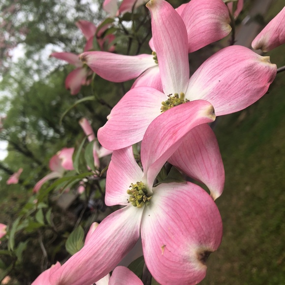 Meet your Posher, Tonya - Picture 1 of 1